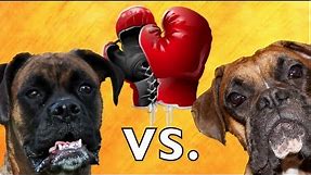 Brock the Boxer: Real Dog Boxing Match!