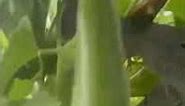 Beautiful vegetable growing in my London garden🪴￼#shorts#viral#youtubeshorts#video#garden#usa#uk#bd