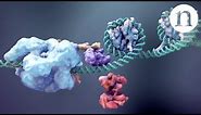 CRISPR: Gene editing and beyond