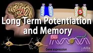 Long Term Potentiation and Memory Formation, Animation