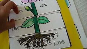 Grade 1 - Science: Parts of plant activities and games. roots. leaf. bud. stem.petals and flowers.