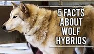 5 Facts About Wolf-Dog Hybrids