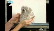 Bob Ross & baby owl