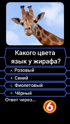 Почему у жирафов чёрный язык?