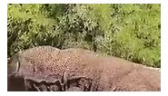 Komodo dragons eat wild deer