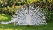 White Peacocks: 5 Pictures and Why They're So Rare