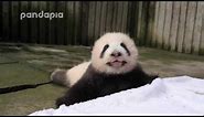 Panda baby’s crying voice