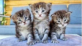 Meet the Most Adorable Maine Coon Kittens!