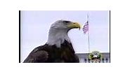 Amazing Free-Flying Bald Eagle "Challenger" (AEF)