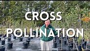 Cross Pollination of Fruit Trees | How to Grow Your Own Fruit