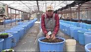 Growing Fruit Trees In Container Pots, Ep 151