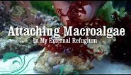 Reef Tank: How to Attach Macro Algae (Macroalgae) to Live Rock