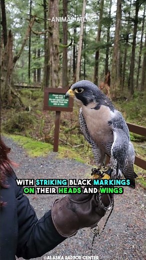 The Fastest Animal On Earth