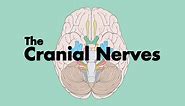 How to Remember the Cranial Nerves (Mnemonic) - MEDZCOOL