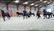10 frisky Friesian horses.