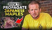 How to propagate Japanese Maples 🍁🍁 | How to propagate trees (Part 1)