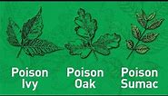 4 Tips to Outsmarting Poisonous Plants