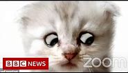 Lawyer uses Zoom filter by mistake - 'I'm not a cat' - BBC News