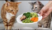 Cats Try Vegetables For The First Time! Funny reactions 😹