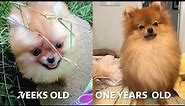 pomeranian puppy grows up 3 weeks to 1 year old