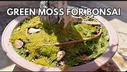 How to Make Green Moss for Bonsai Trees