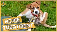 Dog Skin Allergy Home Remedies - Cure their Itch!