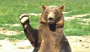 Bears - A Cute And Funny Bear Videos Compilation || NEW HD