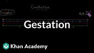 Gestation | Behavior | MCAT | Khan Academy