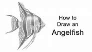 How to Draw an Angelfish