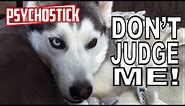 Psychostick - Dogs Like Socks [official music video] "I'm a dog and I like socks"