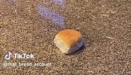 Bread (@that_bread_account)’s video of bread meme