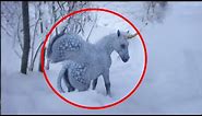 5 Unicorns Caught On Camera ♦️ Real Life Unicorns