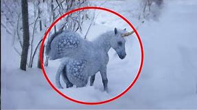 5 Unicorns Caught On Camera ♦️ Real Life Unicorns