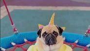 Happy National UNICORN Day🦄 My Dog Fave Day ✨ #dog #pug #shorts #unicorn