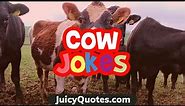 Funny Cow Jokes and Puns - Get Ready To Laugh