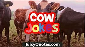 Funny Cow Jokes and Puns - Get Ready To Laugh