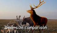 Deer Size Comparison[Living and Extinct]