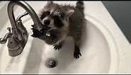Cute/Funny Raccoon Videos