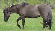 Sorraia Horse Breed Information, History, Videos, Pictures