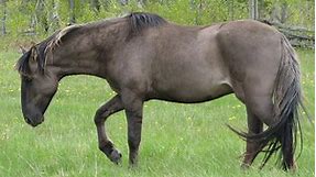 Sorraia Horse Breed Information, History, Videos, Pictures