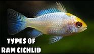 4 Different Types Of Ram Cichlids