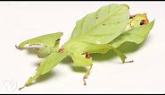 These Giant Leaf Insects Will Sway Your Heart | Deep Look