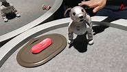 What the Sony Aibo robot dog can do