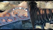 Tiger Showing His Bengal Stripes - Cincinnati Zoo