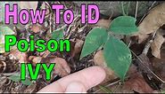 How to Identify Poison Ivy (Toxicodendron radicans)