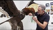 Making the Haast’s eagle: Behind the scenes of Te Taiao | Nature