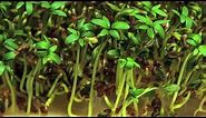 Life of Plants - Cress Growing Time Lapse