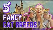 Top 5 Royal Cat Breeds to Own?!?! | Fancy Cats