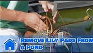 Care of Lilies : How to Remove Lily Pads From a Pond