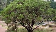 Manzanita pruning: when and how
